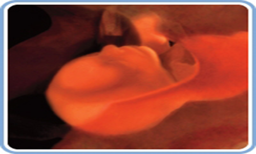 تصویر جنین در هفته 34 بارداری