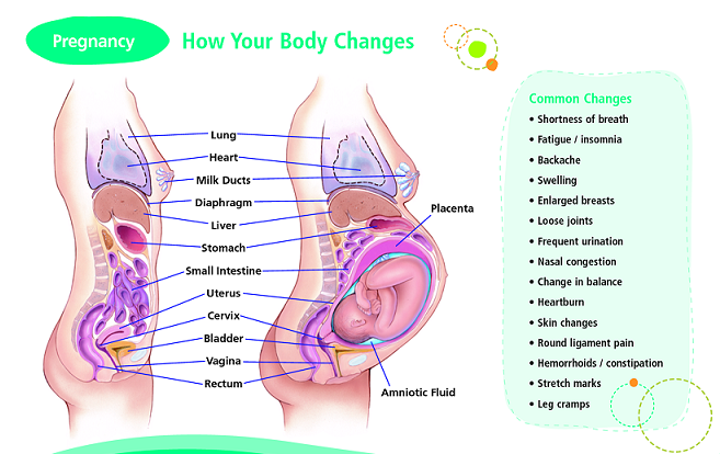 تغییرات بدن در بارداری ، افتادگی رحم ، اندازه شکم در بارداری ، زایمان طبیعی یا سزارین