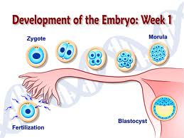 مراحل تقسیم سلول و گذر از لوله فالوپ به داخل رحم - هفته 2 بارداری