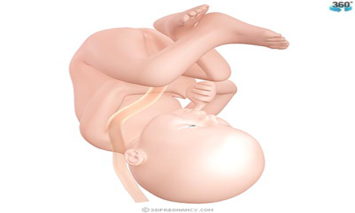 تصویر جنین در هفته 35 بارداری