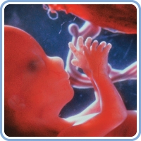 تصویر جنین در هفته 11 بارداری