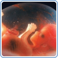 تصویر جنین در هفته 12 بارداری