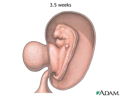 تصویری از وضعیت جنین در هفته 4 بارداری