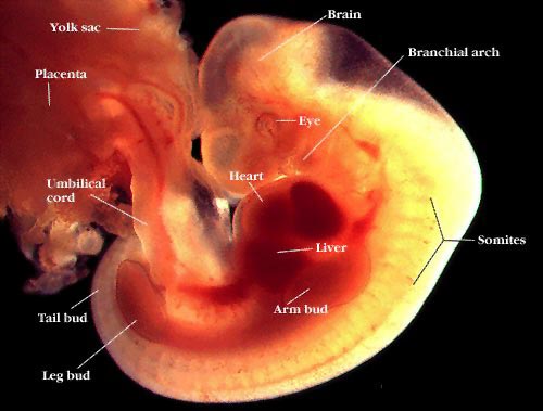 تصویر جنین در هفته 4 بارداری