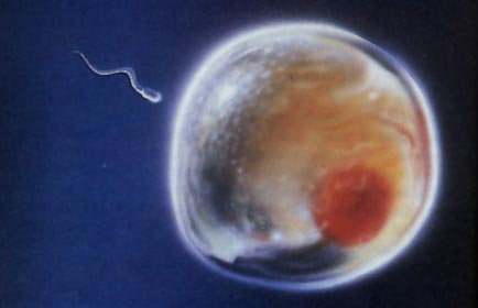 تخمک و اسپرم در هفته 2 بارداری