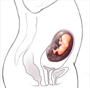 جنین در رحم مادر در هفته 14 بارداری
