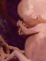 تصویر جنین در هفته 15 بارداری