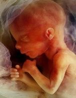 تصویر جنین در هفته 19 بارداری