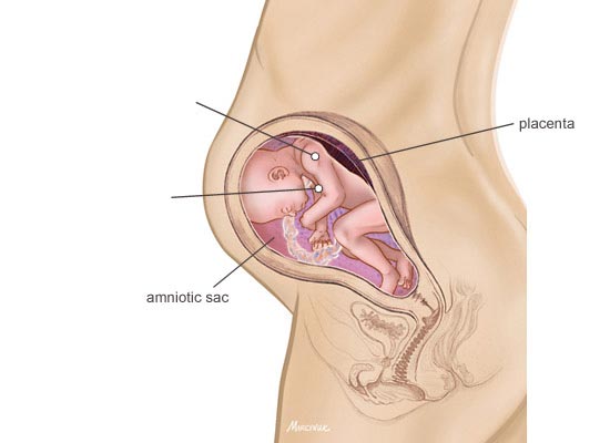 وضعیت جنین در هفته 25 بارداری